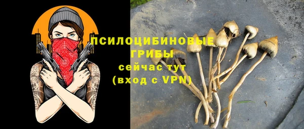 PSILOCYBIN Новокубанск